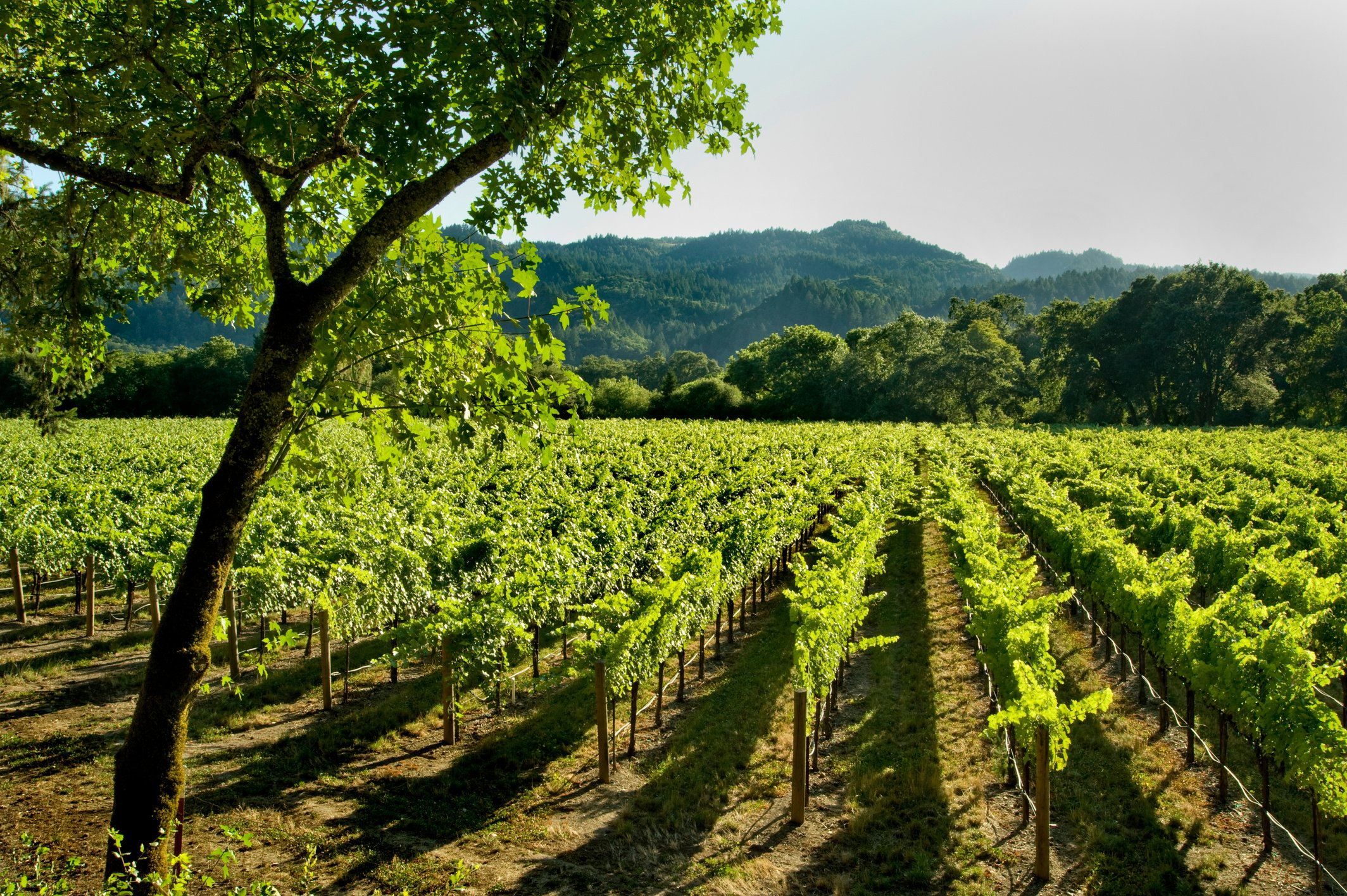 Vineyard, Napa Valley